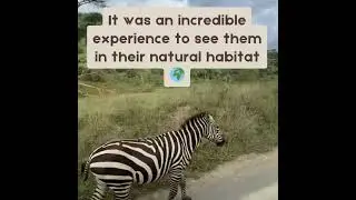Plains Zebra in Kenya - seen on safari
