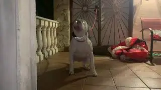 Dogo argentino- on guard & ready on command ! 0️⃣ to 💯 real quick ! 😱