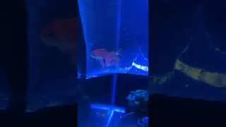 Adding new fish anthias Lyretail Anthias #fish #ecotechmarine #corals #reefaquarium