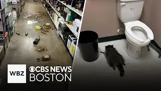 Raccoon passed out on liquor store bathroom floor after drunken rampage in Virginia