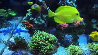 How to beat Dinos aka Dinoflagellates