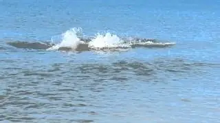 Anthony's dolphin