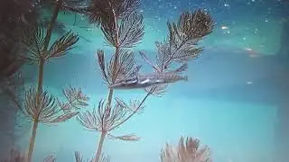 ** UNDERWATER LOVE..   SMOKE CITY..     LONG INSTRUMENTAL..**
