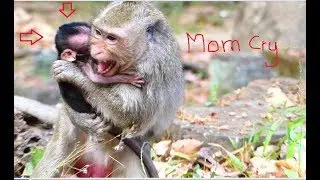 Jessie's mom cry so loudly cos pity her baby was hit by bit monkey, It looks so hurt mom monkey