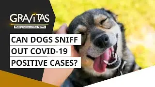 Gravitas: Can dogs detect Coronavirus?