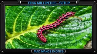 Antheromorpha uncinata и Dexmoxytes plantata &mdash; многоножки.