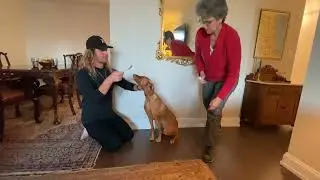 How to apply eye drops to an active young dog the Low-Stress way