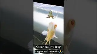 oscar fish eat live frog #oscars #dangerous #fighterfish #monsterfish #aquariumfish #fish