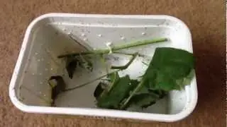 Stick insect unboxing