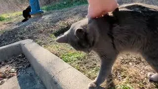 Meet the new cat colony - extended version