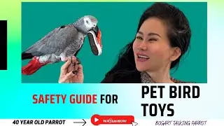 Best Parrot Toys 2022 | Toy Reviews And Top Picks | Pet Bird Toys #parrot #bogarttalkingparrot #toys