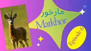Markhor 6| moral stories for kids Urdu/hindhi
