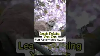 How to Train Your Cat to Walk on a Leash: Step-by-Step Guide! #cat