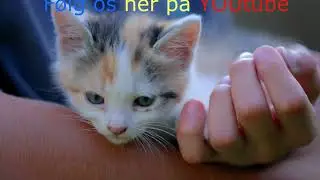 NY VIDEO - DER SAD 2 KATTE PÅ ET BORD -
