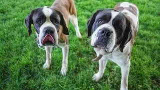 Meet JoJo & Sasha (Sisters)- #bondedpair #pawsandclaws.org#petadoption