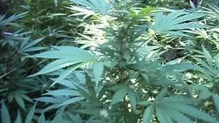 Outdoor Grow 2012 Og Kush, la cheese, afghani