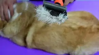 Spring Blossoms-2 in 1 Professional Grooming Rake for Cats & Dogs-Dematting Comb for Easy Mats