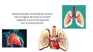 El recorrido de la sangre. Ciencias Naturales. 