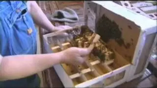 Beekeepers Struggle With Bee Losses After Long Winter