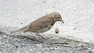 Song Thrush bird smashes snail & eats it at the wonderful Burton Mere RSPB Reserve Wirral England