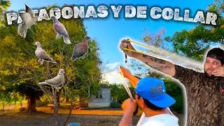 ‼️As&iacute; Se Caza Con Resortera🏹// caceria de Palomas de COLLAR y PATAGONAS en el RANCHO🔥⛰️
