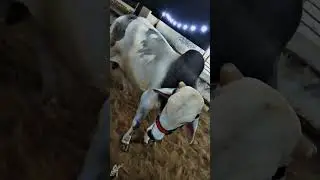 Daily vlogs for RB 👑🦁/Jameel Memon #rajafamily #cow #jameelmemon #shortfeed