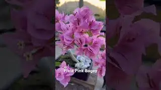 Pixie Pink Bougainvillea Nursery Stock Pre Bonsai. #bonsai #ihavethisthingwithplants #plants