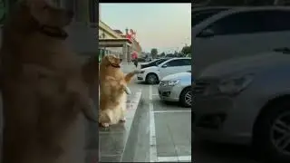 #cannot #imagination#dog  #acting#parkinggarage ☺️☺️