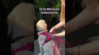 DOOG No -Pull Harness