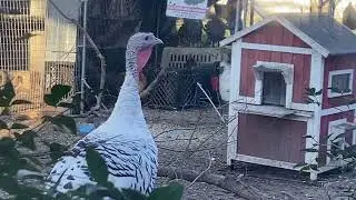 Orpington Lucille stuck door blind, Mars shows Off Flock front view #silkies #backyardchickens #farm