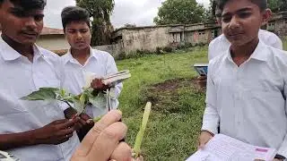 धतूरे केपुष्प का विच्छेदन (dissection of dhatura)प्रायोगिक कार्य (practical work)