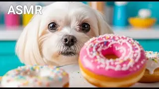 【ASMR】Maltese Bakes Fluffy Doggy Donuts 🐶🍩✨#DogASMR #BakingSounds #SweetTreats