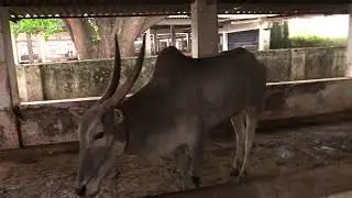 Khillari Bulls At Pinjrapole Gaushala