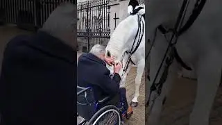 🐴🥰 This Guard Horse Feels Like Emotional Peace #shorts #horse #emotional #viral