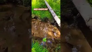 APEX Mountain BC #naturelovers #nature #canadaadventure #bc #mariokanaderarap