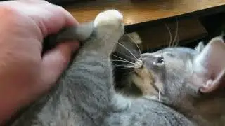 Solo Cat Attacks the Furry Snake Monster
