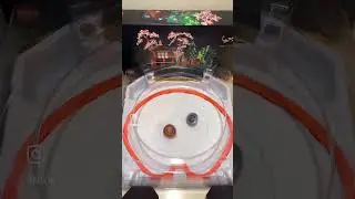 Cobalt Dragoon 4-60B VS Soar Phoenix 1-60F #beybladex #cobaltdragoon #phoenix #soarphoenix #beyblade