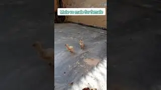 male Vs male for female😍