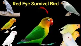 Birds Breeding Result | How We Breed Fisher Love