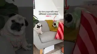 My two VERY different PUGS: part 2 😂❤️ #dog #pug #drama