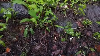 banded kukri snake baby | banded kukri snake🐍 #viral #shortvideo #youtubevideo #viralvideo