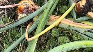 Our Garlic Yield was better than our Onions S2E9