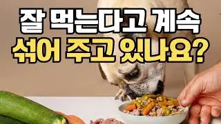 강아지 사료에 섞어주면 위험한 조합, 보호자들이 가장 많이합니다!