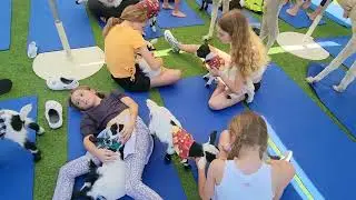 Cute Baby Goats Snuggle Kids during a Private Goat yoga Class in Arizona