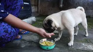 Pug dog not eating | Homemade dog food | Dog eating asmr | Chutki Pug vlogs