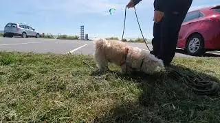 Go sniff - Rusty