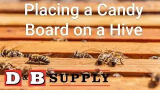 Placing a Candy Board on a Hive