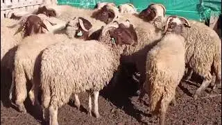 11خروف مليح لمهتم يتصل 0682817892/6/1/2025