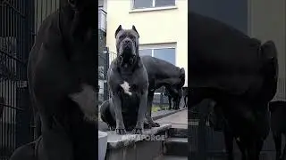 Strongest Dog Bite💀
