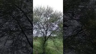 #short #shortvideo #video #punjabi #balbirsingh